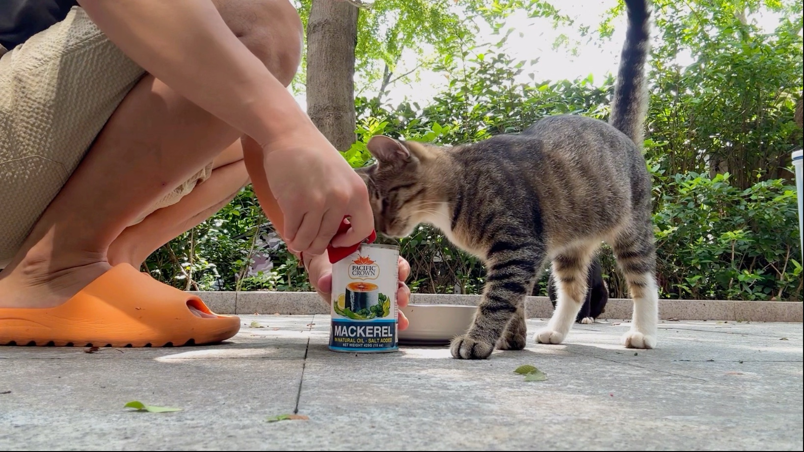 “绝世好猫”爱吃鱼