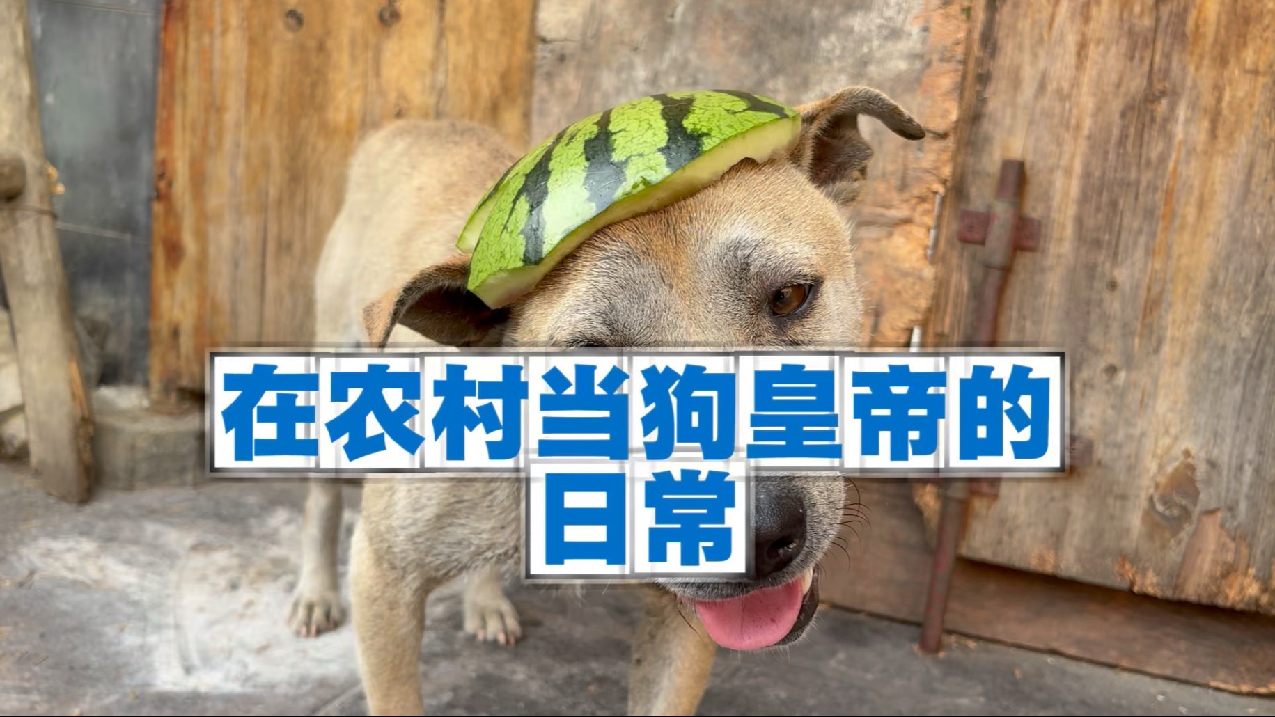 沉浸式在农村体验当“狗皇帝”！天气太热了，让小狗出门讨西瓜吃