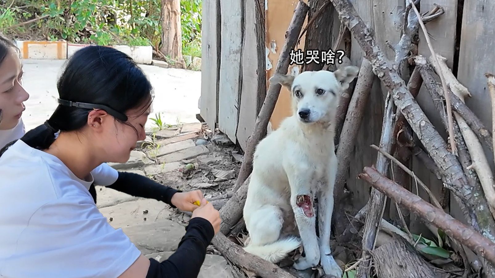 当看见小狗被砍了之后，我们的队员终究还是忍不住哭了...
