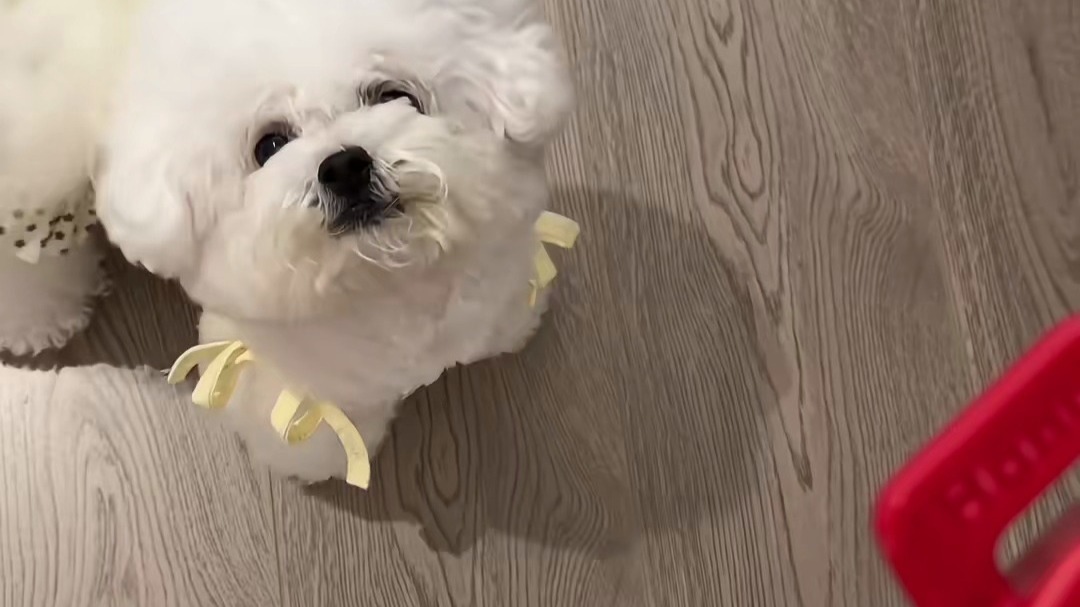 小狗的爱是永远..