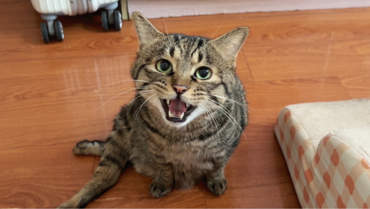 小猫讨饭技能大盘点！饭桶小猫练习三年半，成功打败妈宝喵