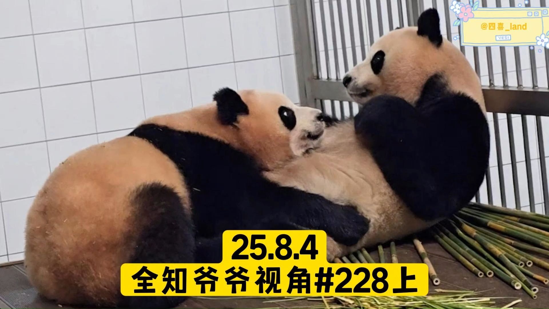 【中字】25.8.4全知爷爷视角ep228上丨爱宝独立训练分开后想