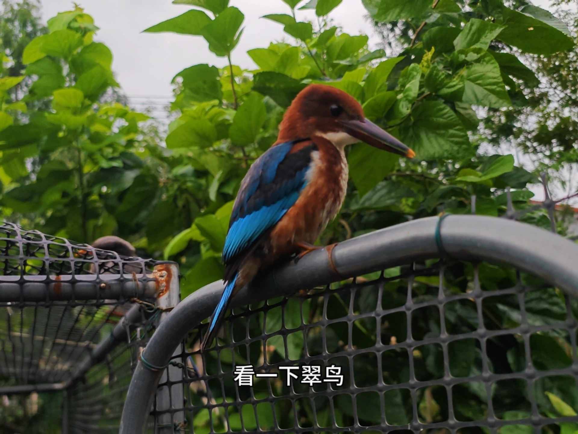 放生的翡翠鸟都会自己在田里捕食了！