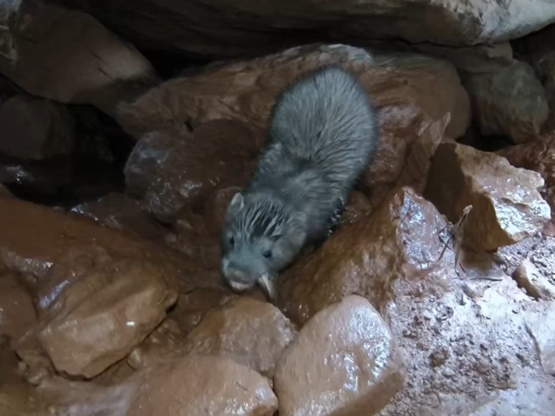 宠物貂幼崽野外抓鱼