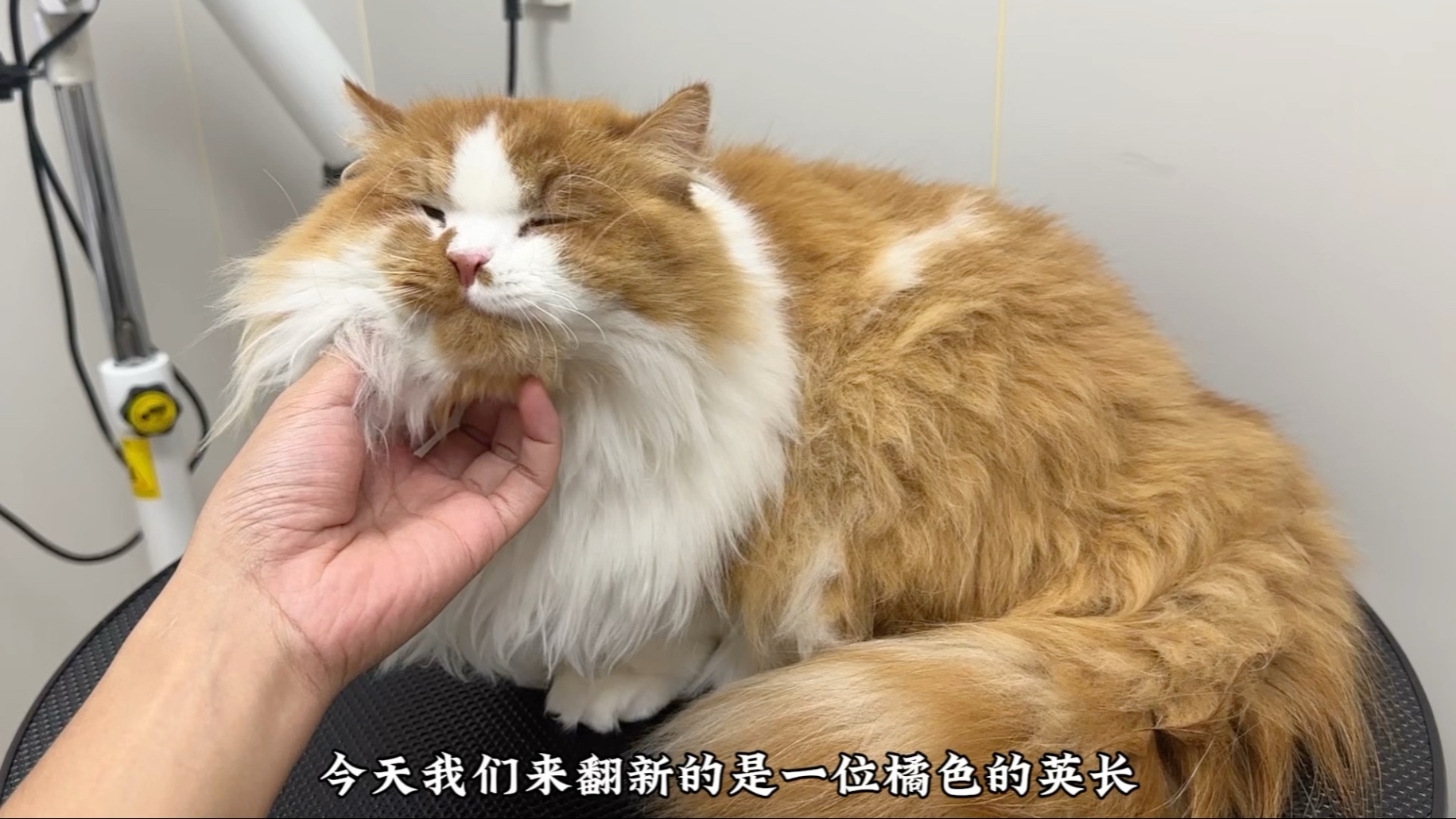 “翻新洗护一位可爱的橘色英长小猫咪 性格也太好了吧！”