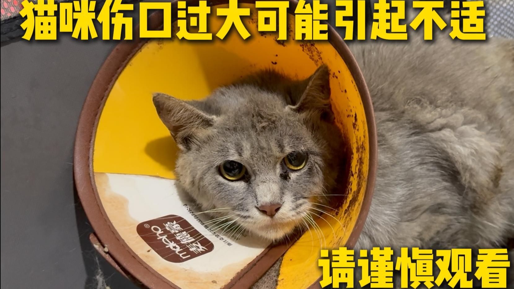 猫咪治疗十多天后出现攻击行为，这是康复的好迹象吗？