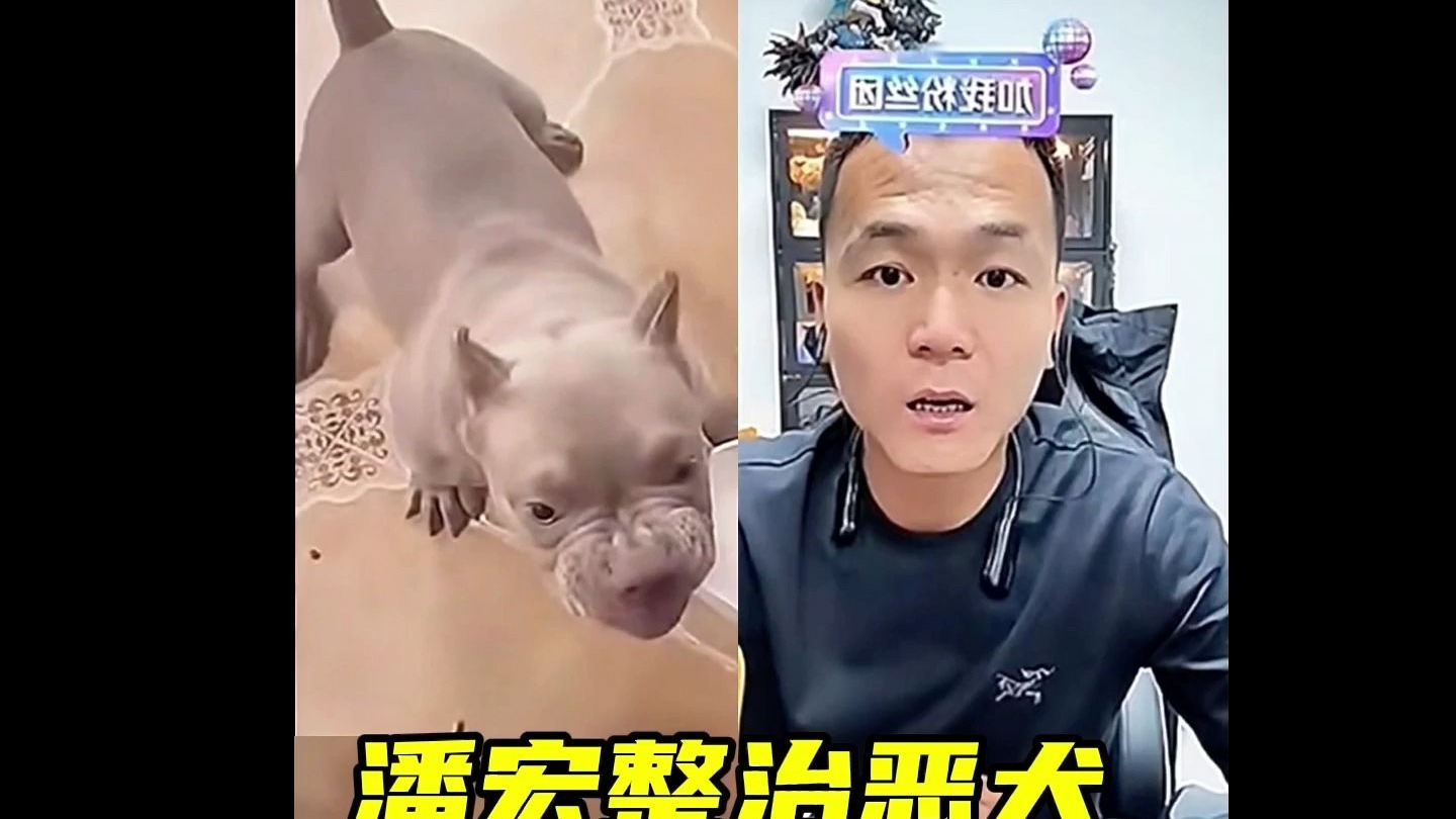 潘宏整治恶犬名场面 #看一遍笑一遍