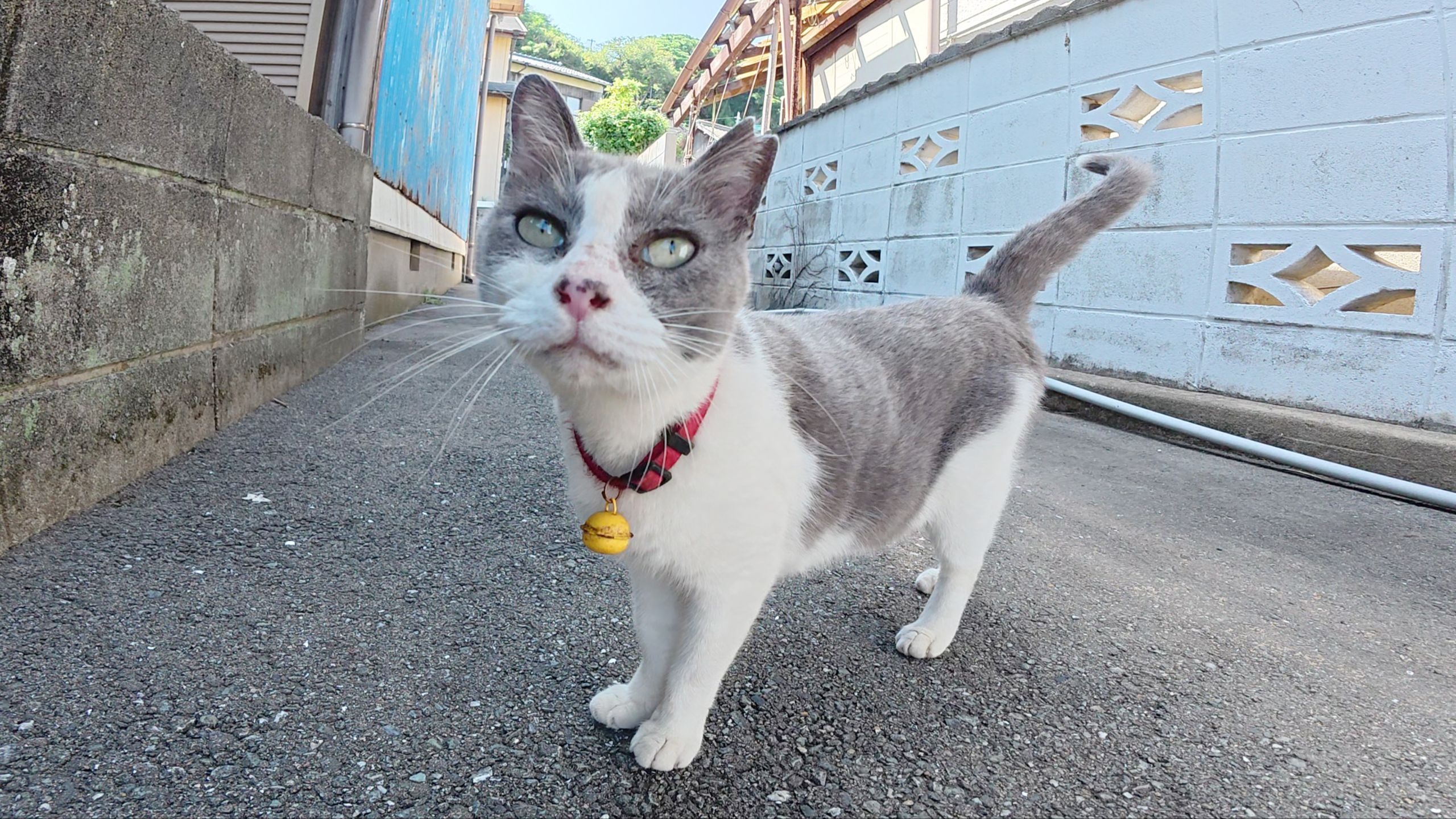 当我走到岛后的小巷时，一只长得像哆啦A梦的猫迎接了我
