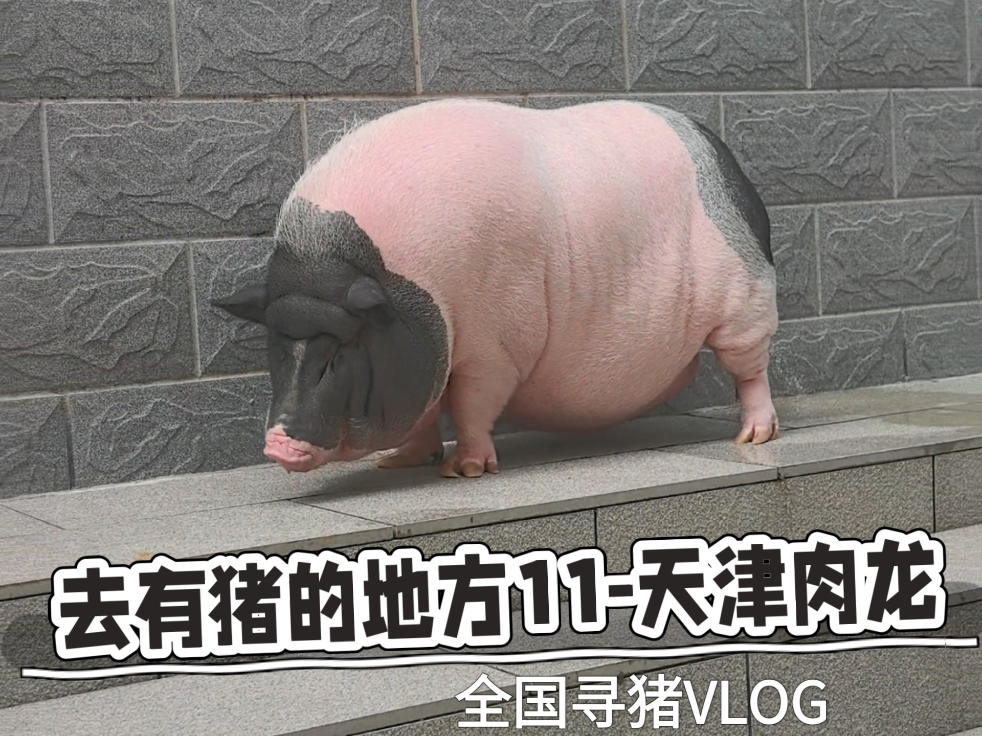 去有猪的地方11-天津肉龙