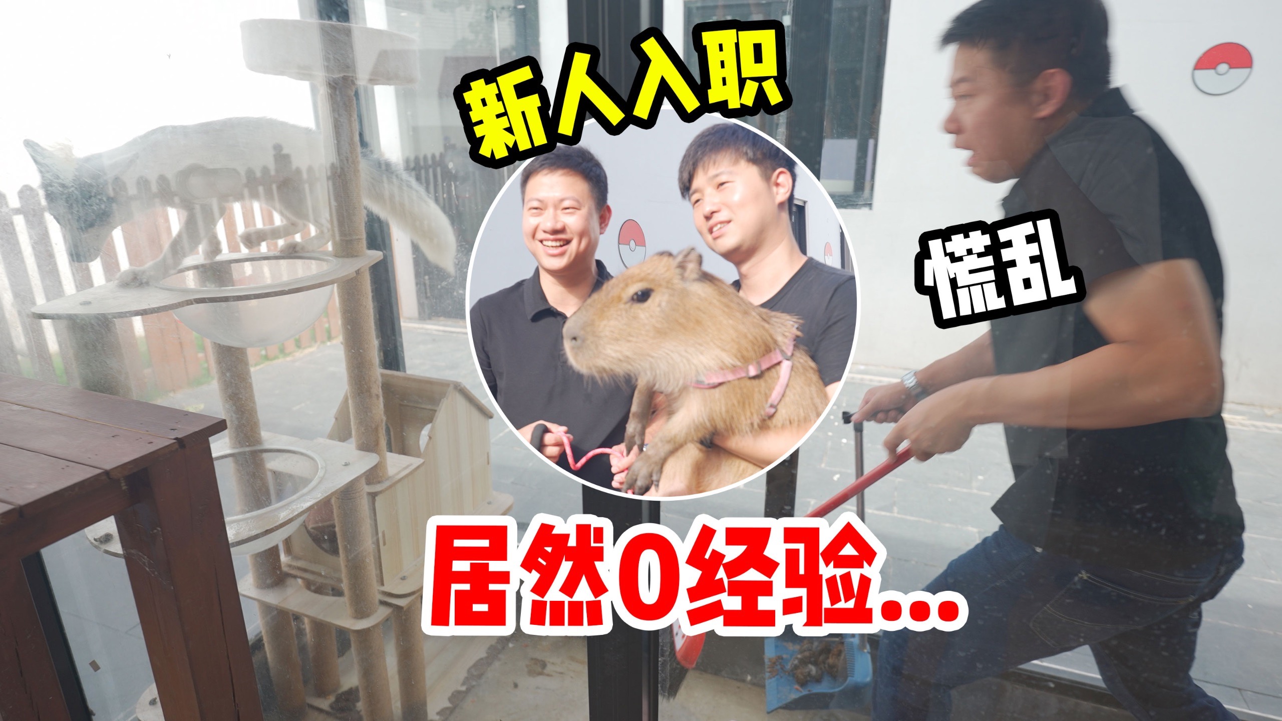 把动物园交给0饲养基础的人一天，动物还能活吗？