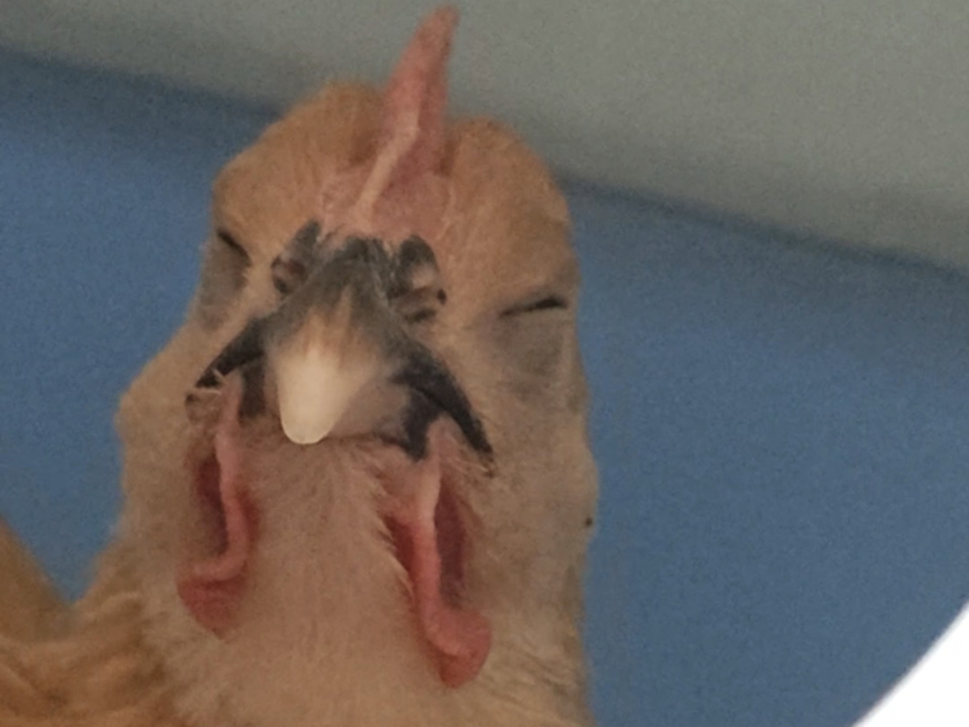 是不是上课睡觉的你