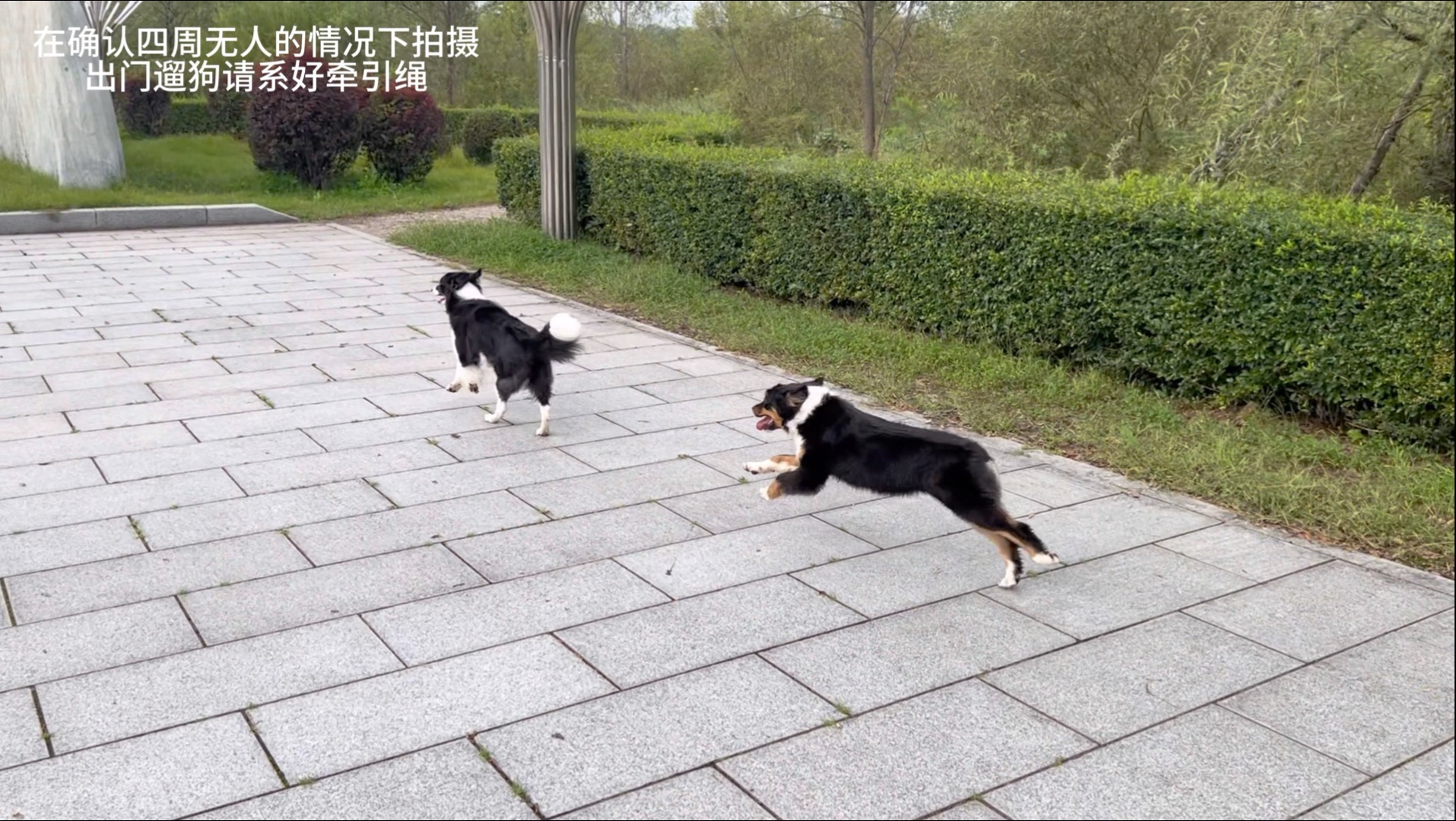 趁周围没有人让小狗自由的跑一跑