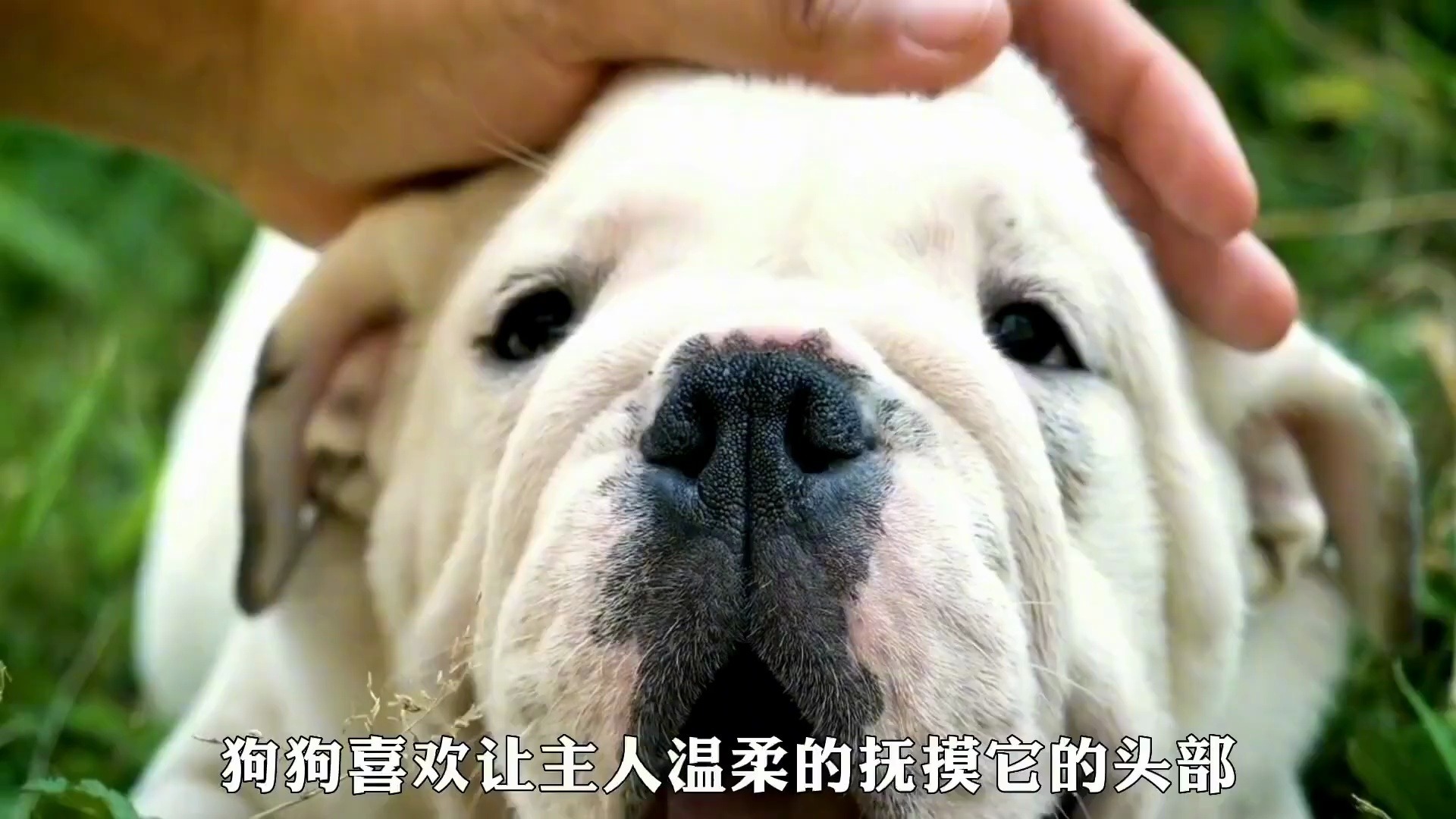 狗狗喜欢被摸的七个部位！