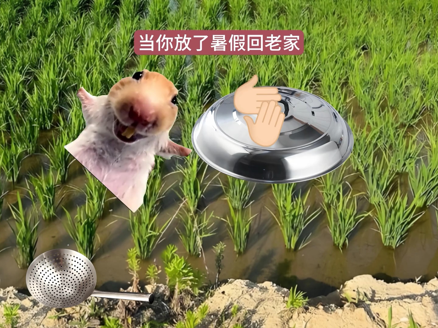 当你放了暑假回老家