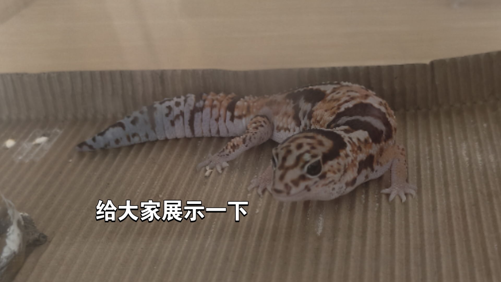 失业00后环境科学毕业生松弛感拉满的一天之守宫！