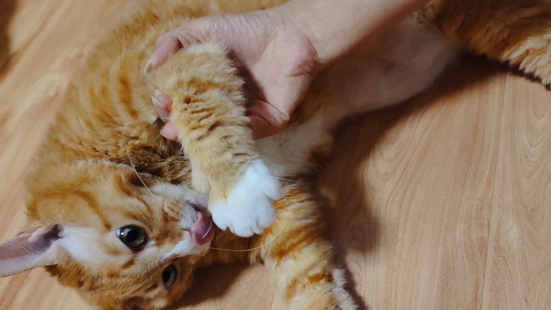 展示一下小猫咪的手套和袜子