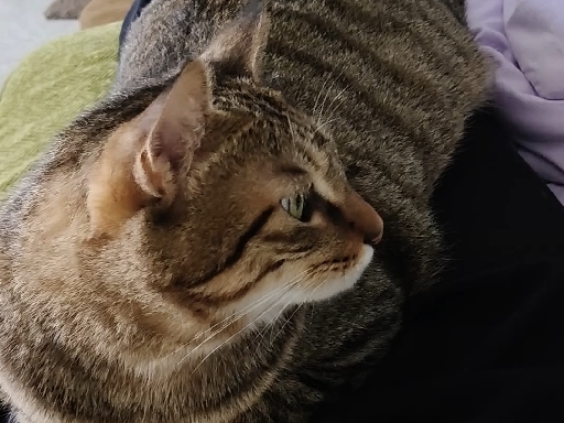 今天是跟铲屎官贴贴的乖小狸。