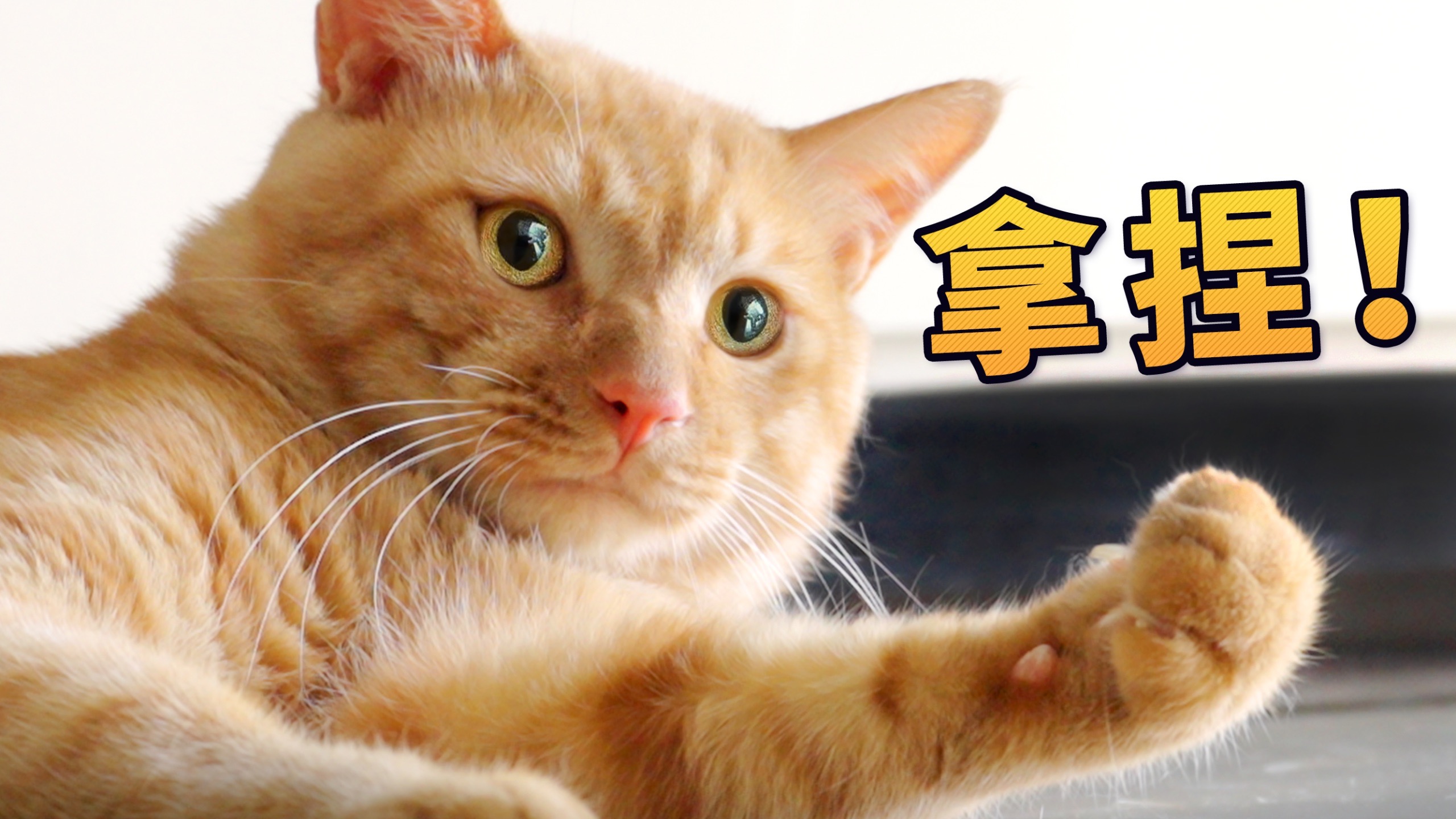 人来人往的，可它偏朝我跑过来了！