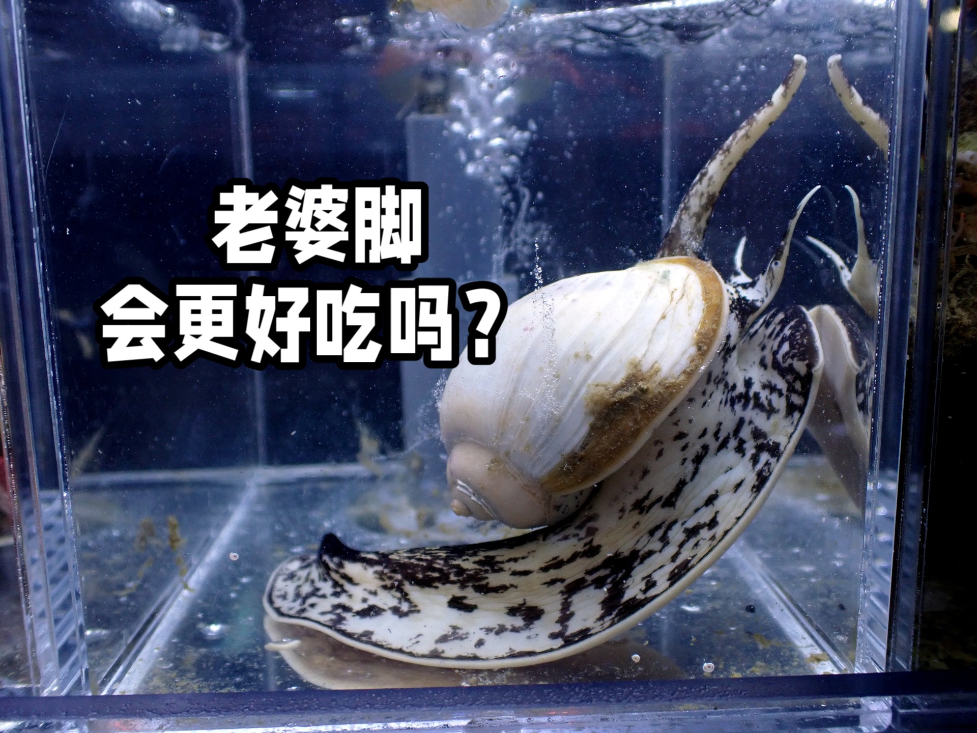 公母动物的肉吃起来会有差别吗？ 皮氏峨螺【睡前软体动物学448