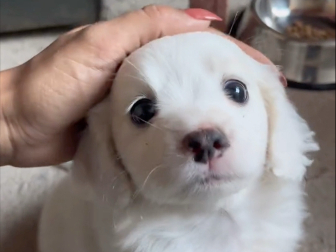 摸摸小狗头，九月不用愁！