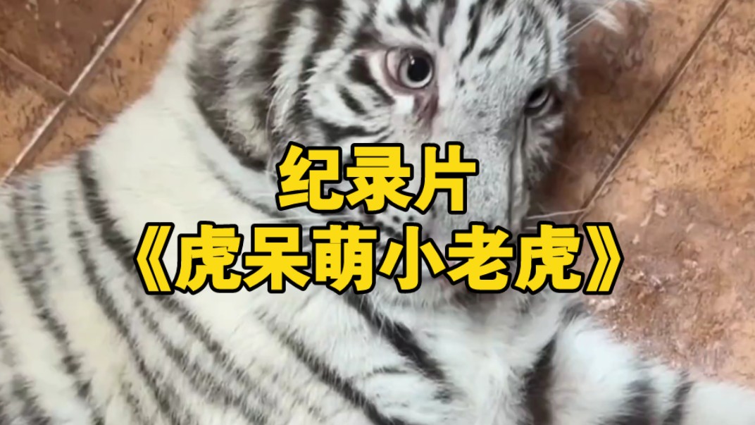大型纪录片《虎呆萌小老虎》持续为您放映！