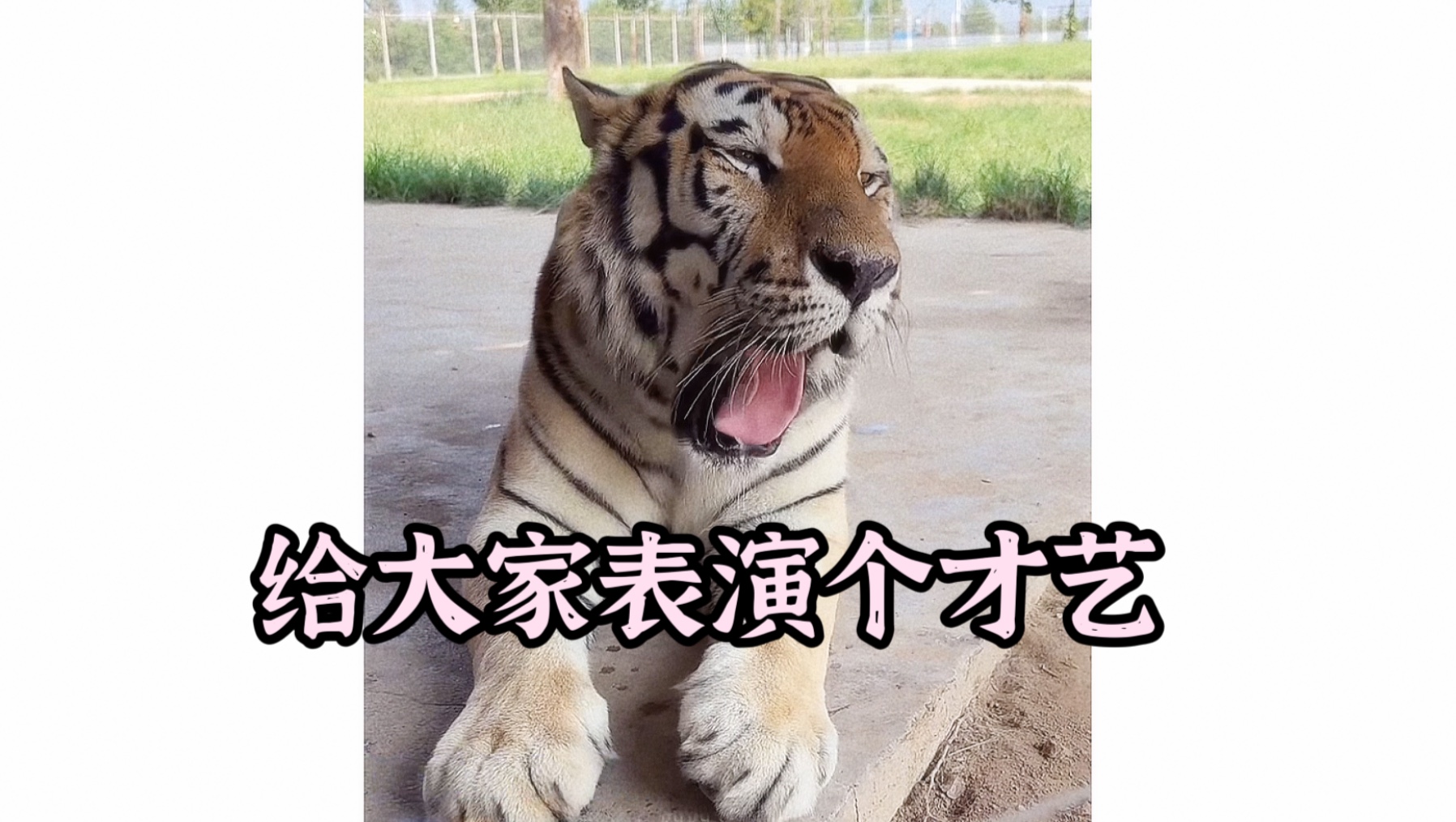 25.9.1丑丑才艺串烧 会的全给大家使出来了啊（吐舌头卖萌 单防