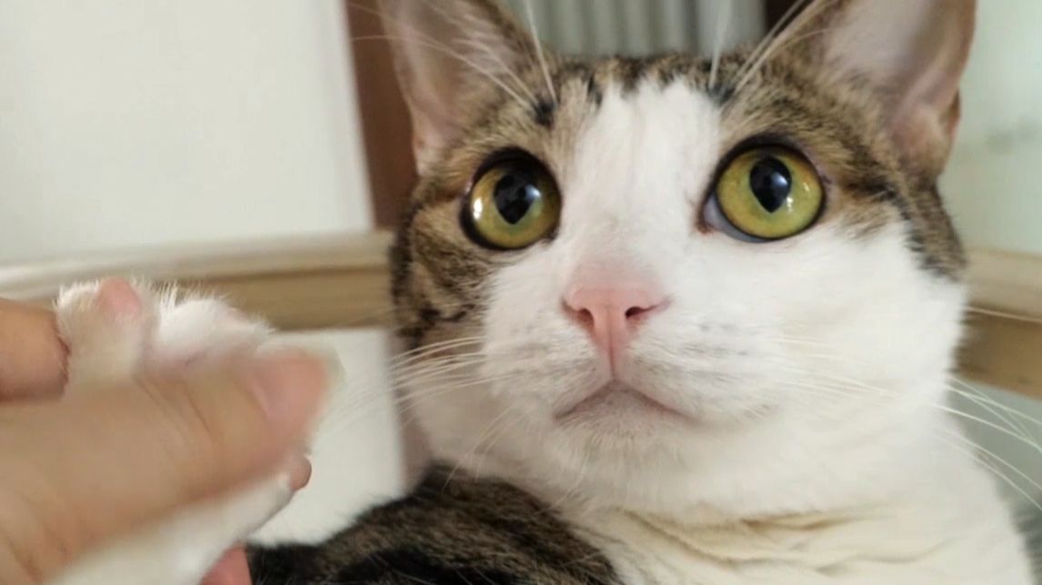 被掏裤裆的小猫咪一脸懵逼