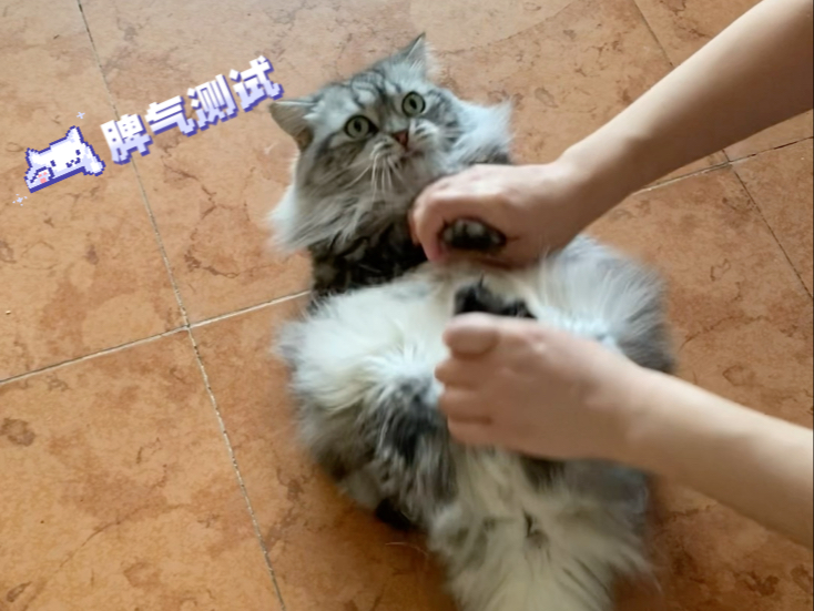 小猫咪脾气测试地狱版