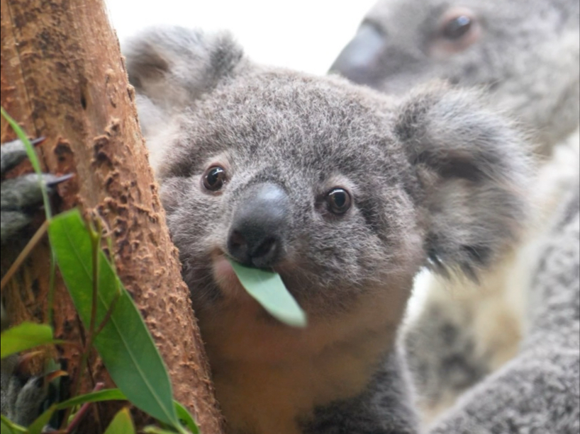 【Nunu】努努日记：逆光也挡不住我散发可爱