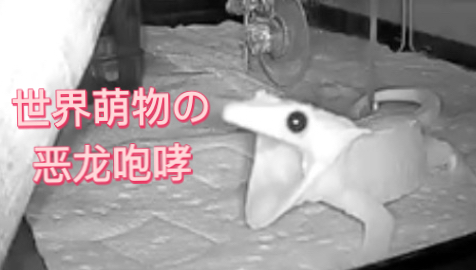 恶 龙 咆 哮 （睫角守宫纯享版二