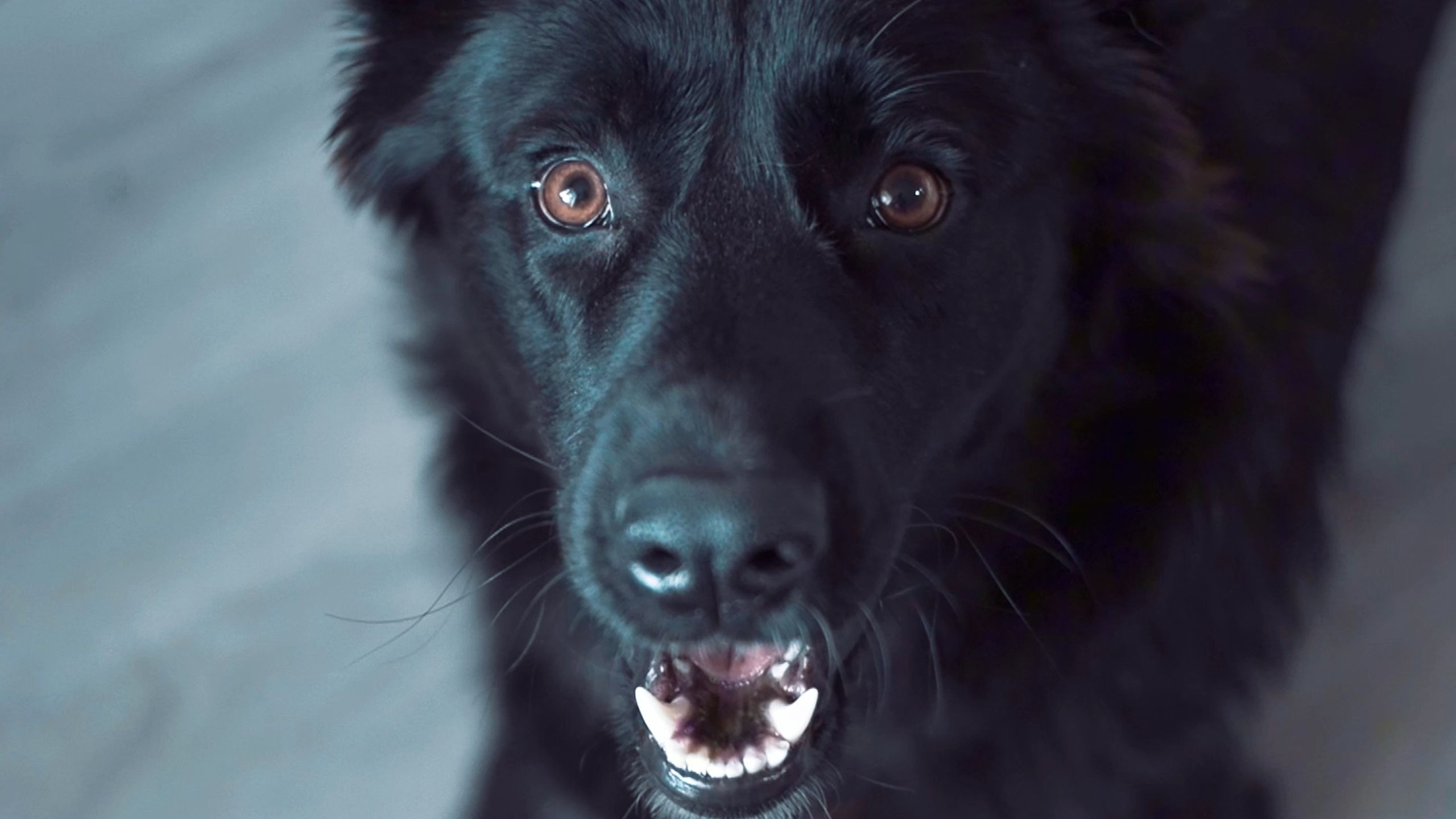 积攒的情绪集中爆发，因为连续加班的爸爸坏！！！！