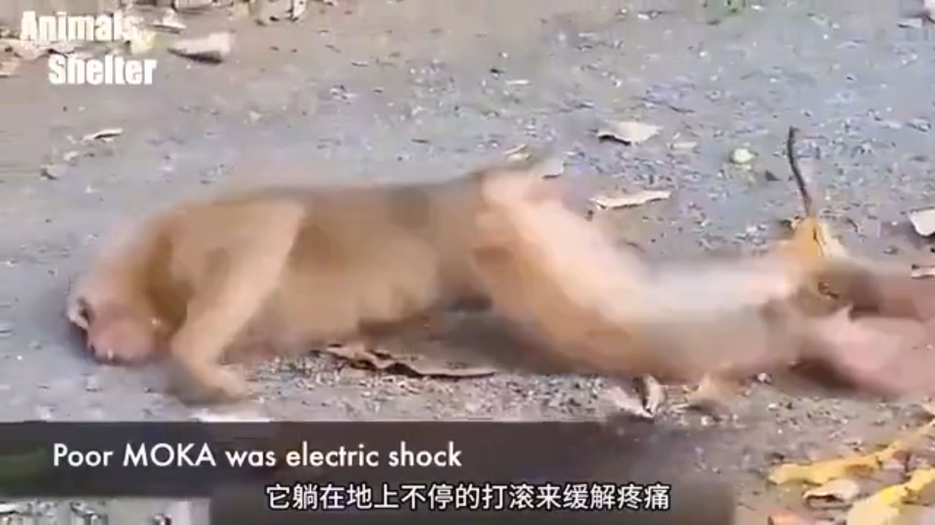猴子被毒蛇咬伤，倒地翻滚疼得直叫