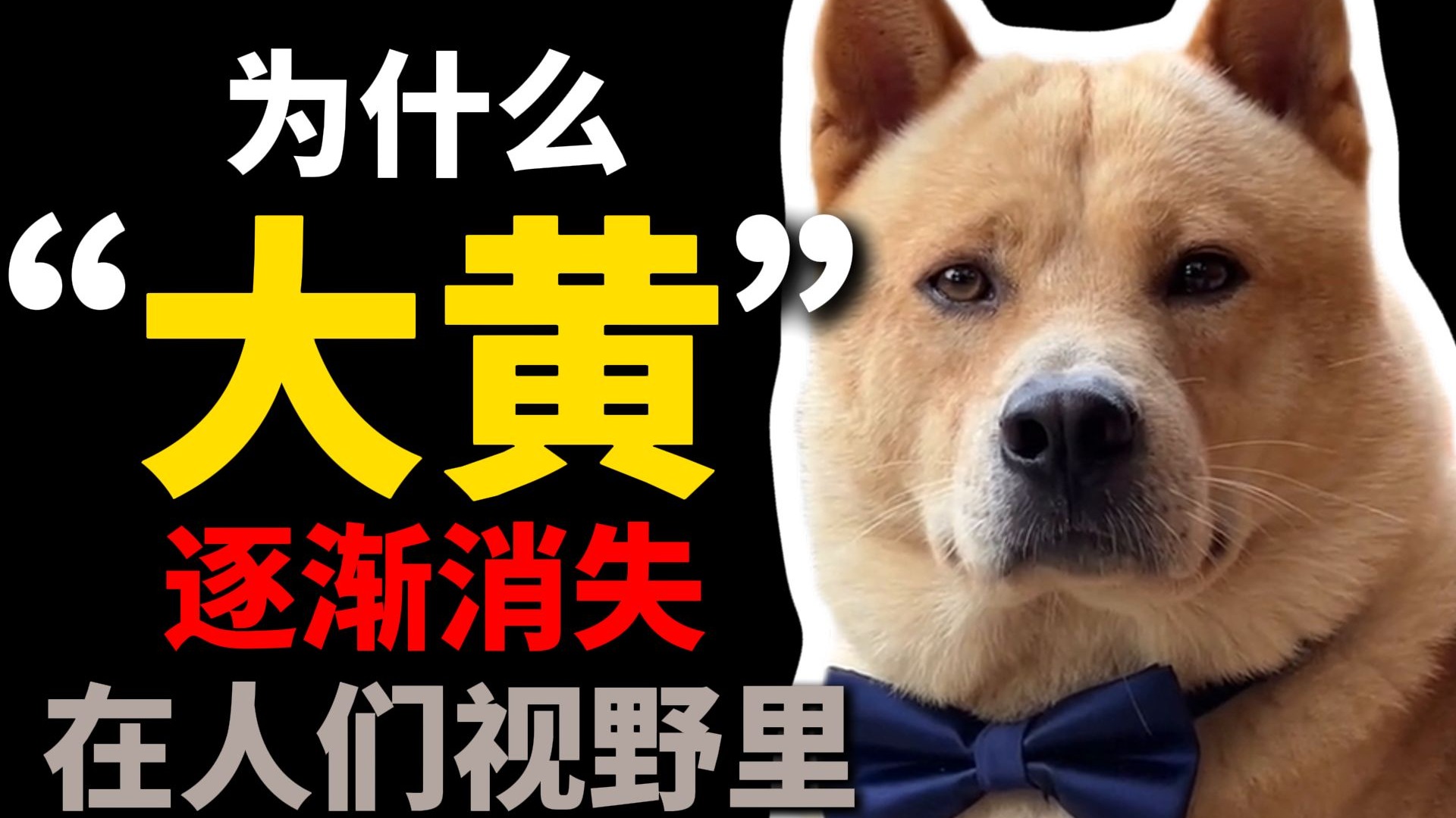 为什么“大黄”消失了？