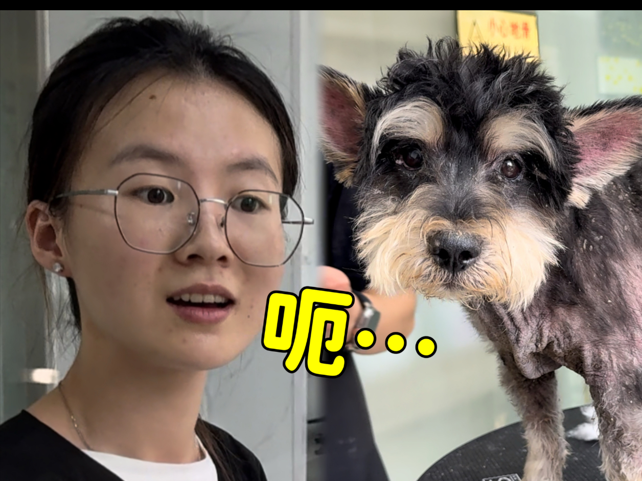 “皮肤病太严重了!”免费翻新一只救助的雪纳瑞“恶心吐了2位