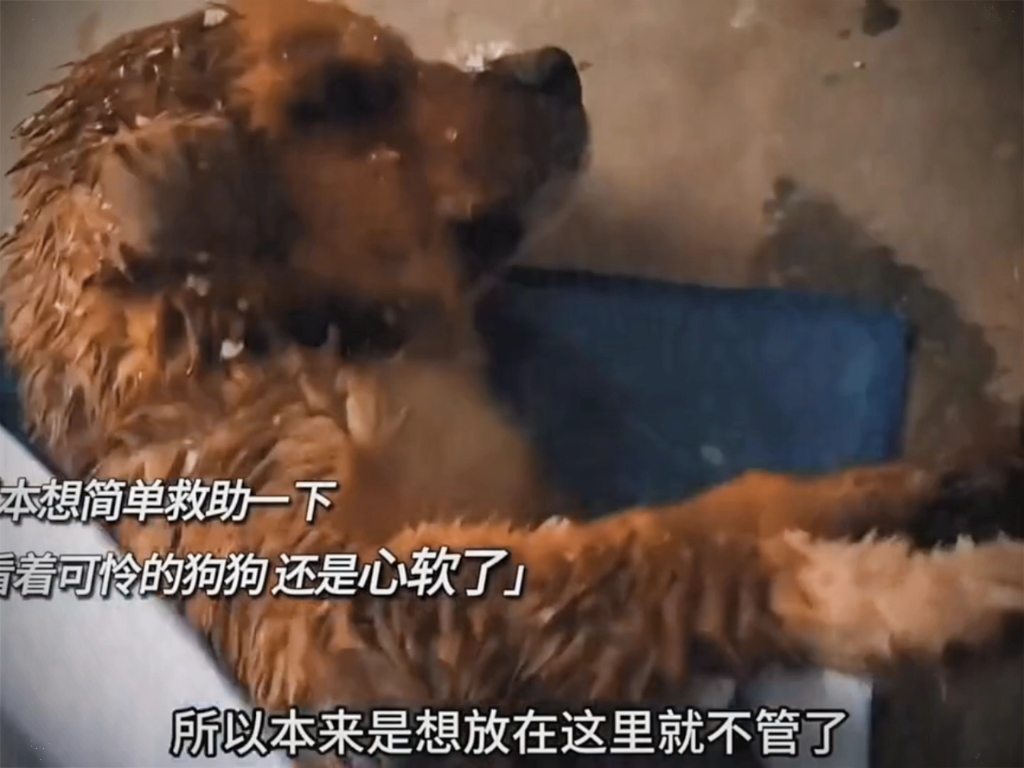 猫骑在狗上，什么感觉？！