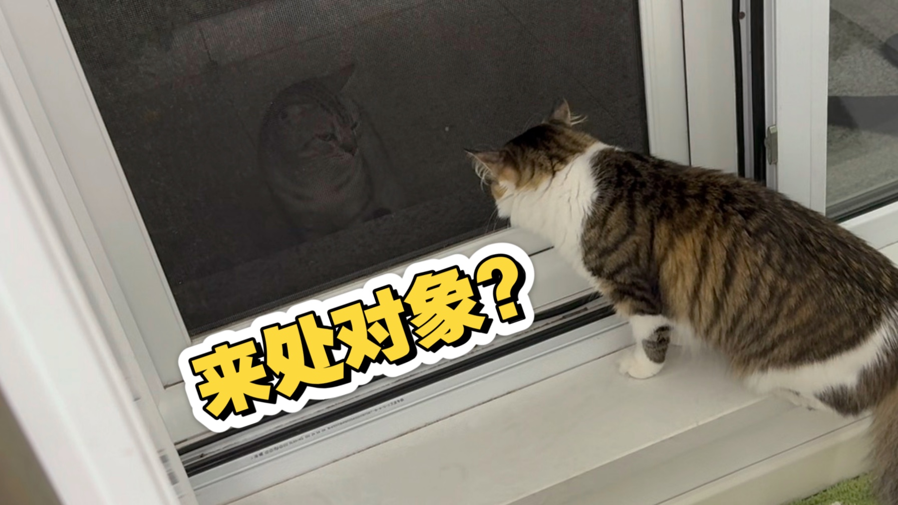 这小猫不会相中我家母猫了吧？？？