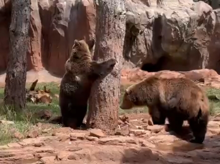 熊学上树，两分钟纯享版