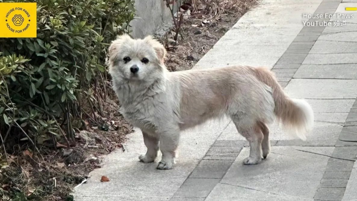 走失的狗狗在街上与主人重逢，狗狗的反应令人心碎