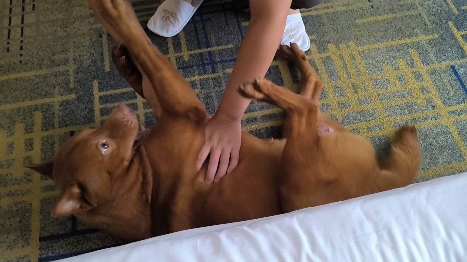 它偷走了你的自由，给你带来了快乐和责任