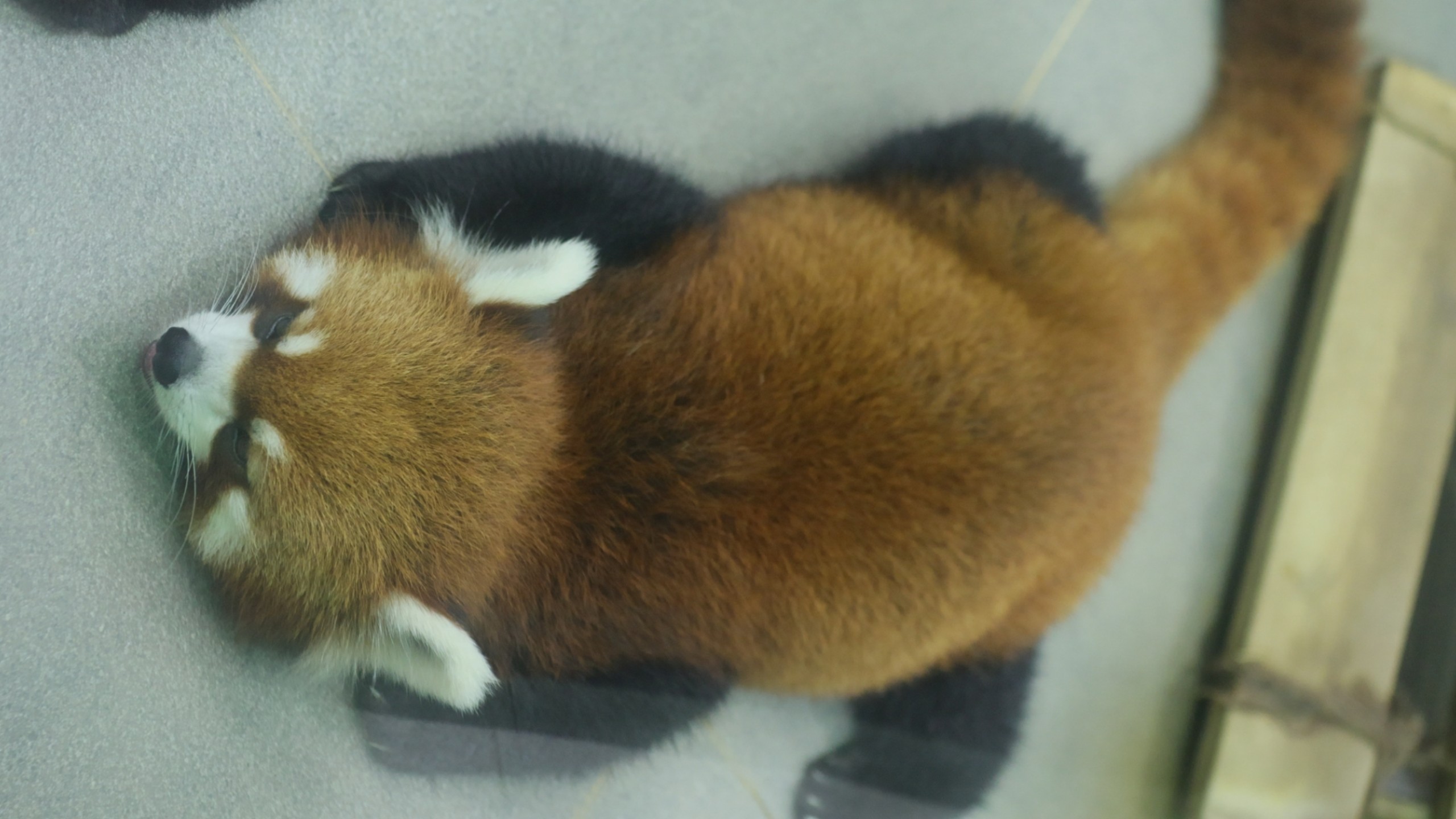 【小熊猫米糕】鼠标× 能标✓ 猫标✓