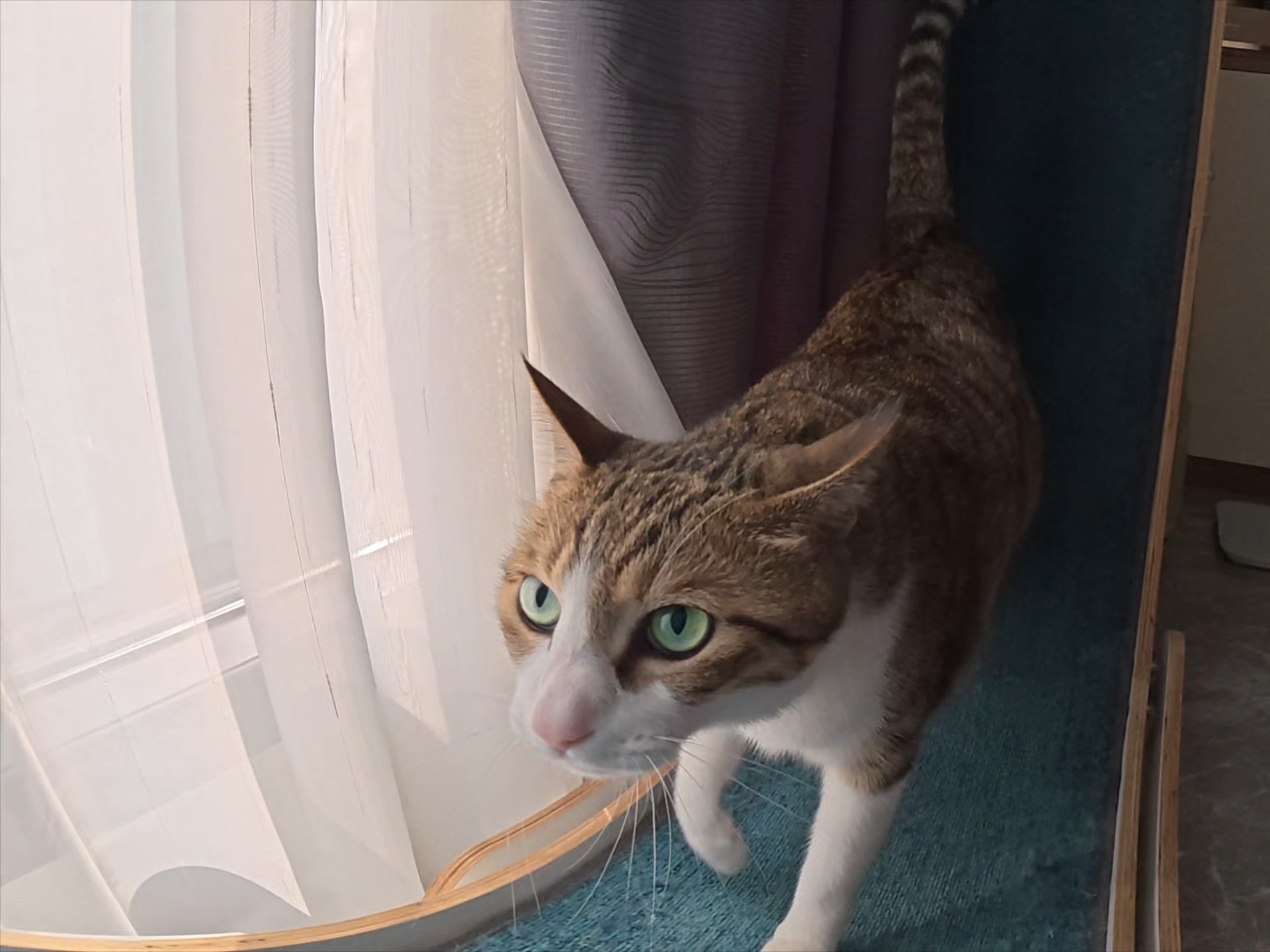 哪来的大蚊子？