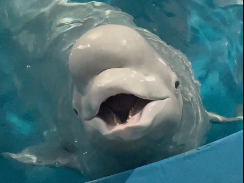 小黑生气了都不让我摸了