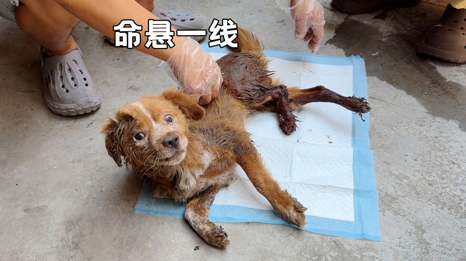 狗子拿给亲戚养，回来已经丢了半条命？