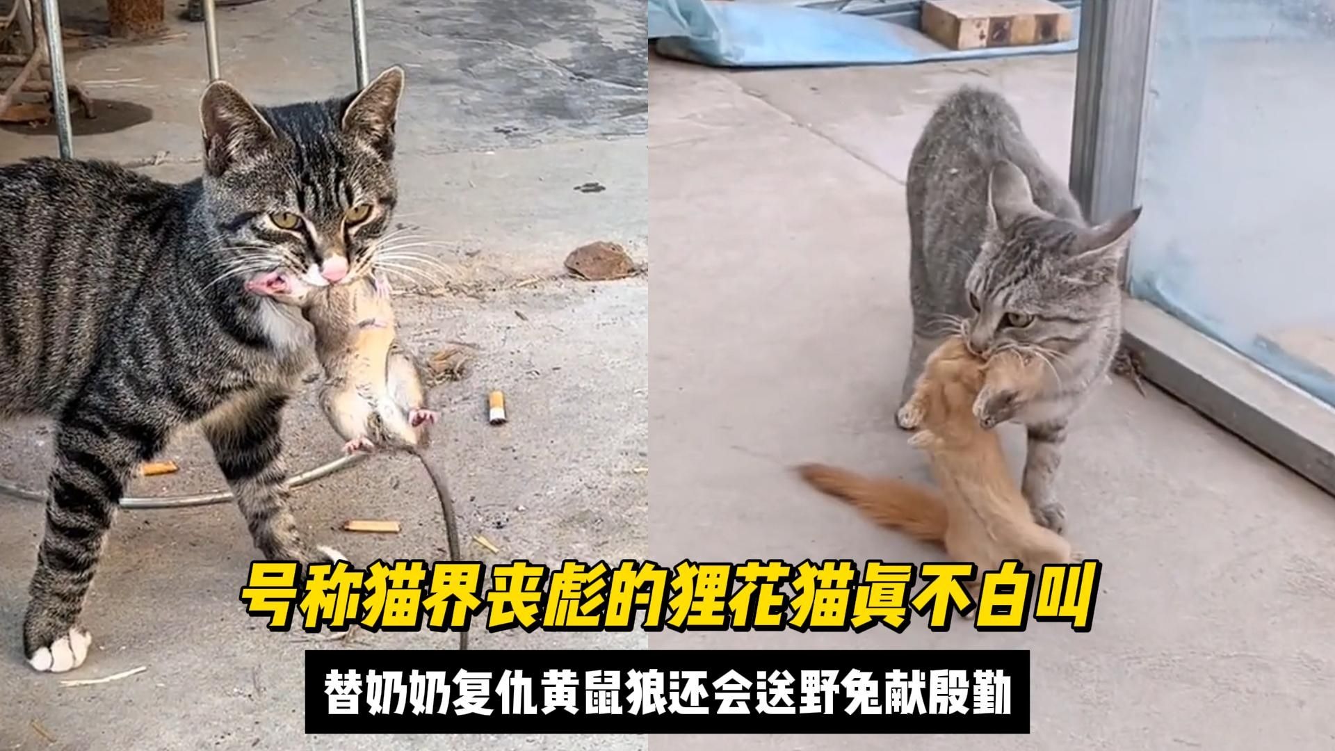 号称猫界丧彪的狸花猫真不白叫，替奶奶复仇黄鼠狼还会送野兔献