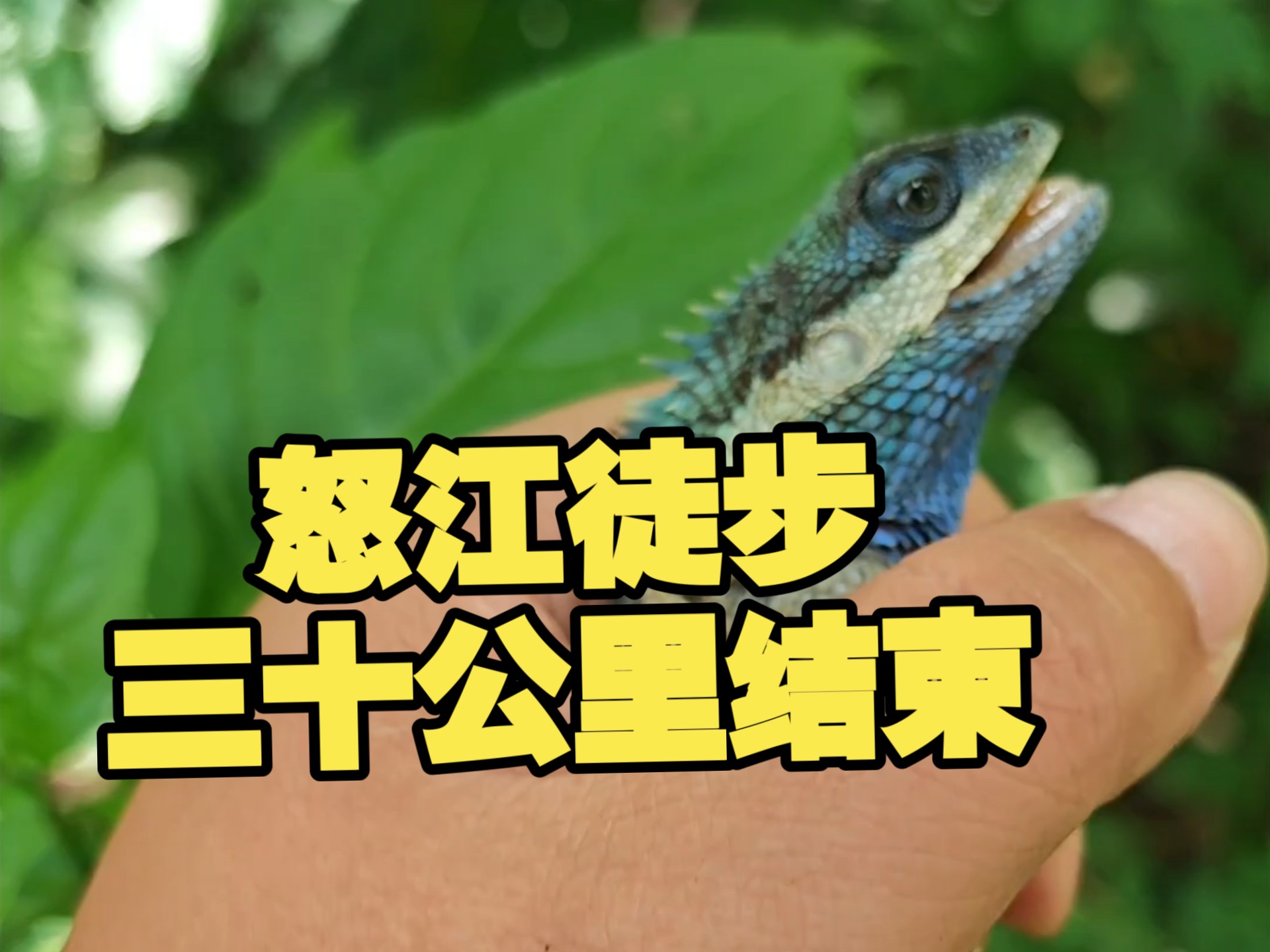 在怒江河谷徒步了整整三十公里遇到了许多有意思的小动物