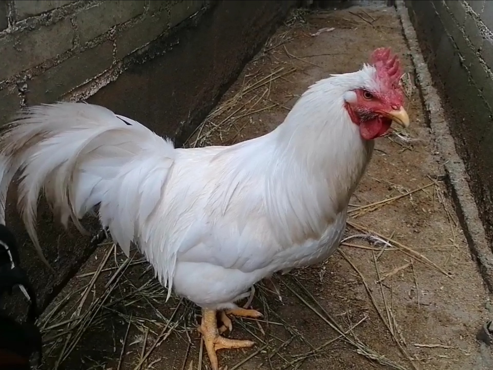 今天对小白伸出了咸猪手！