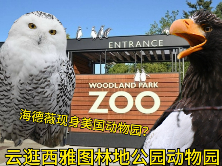 云逛西雅图林地公园动物园! part2