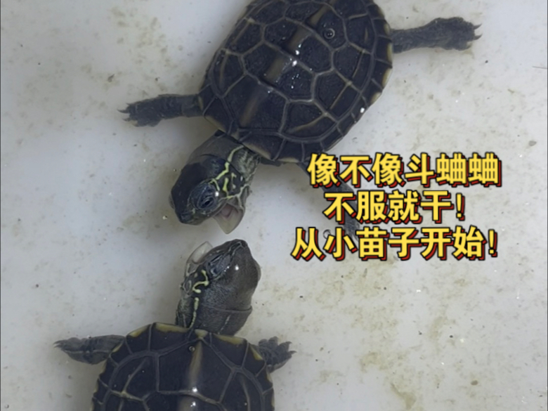 草龟打架的天性与生俱来啊！