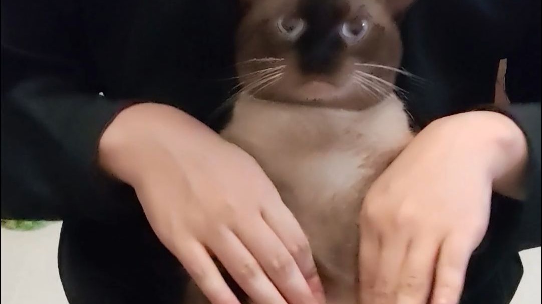 野猫不需要墓碑