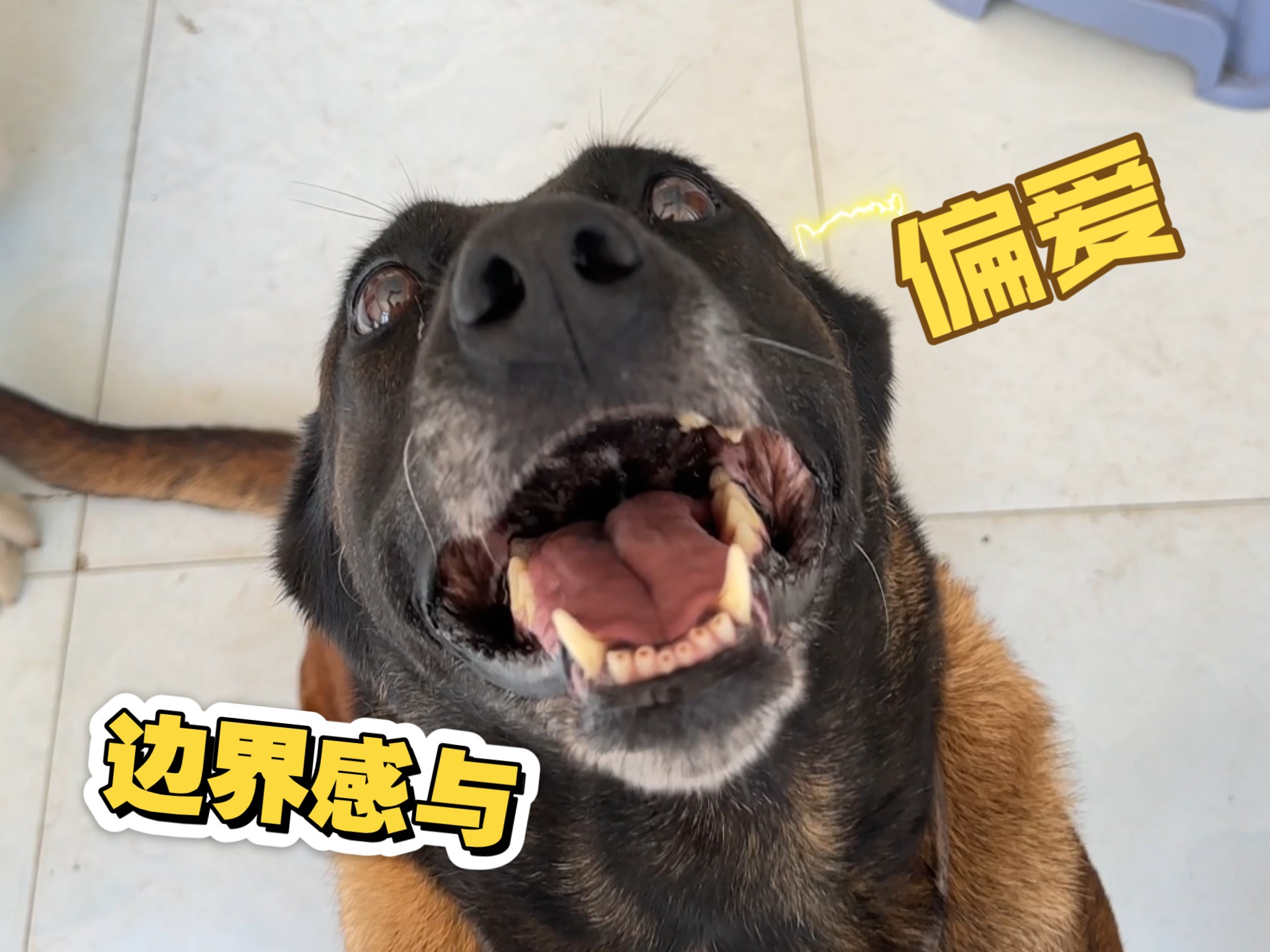 论做狗的边界感！马犬嬢嬢拿捏得透透的…